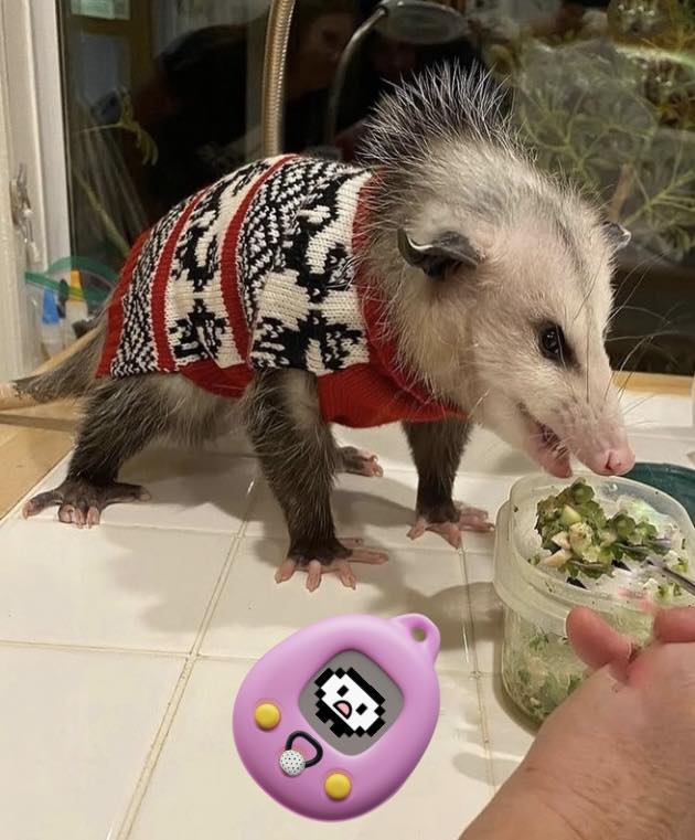 possum post illustration